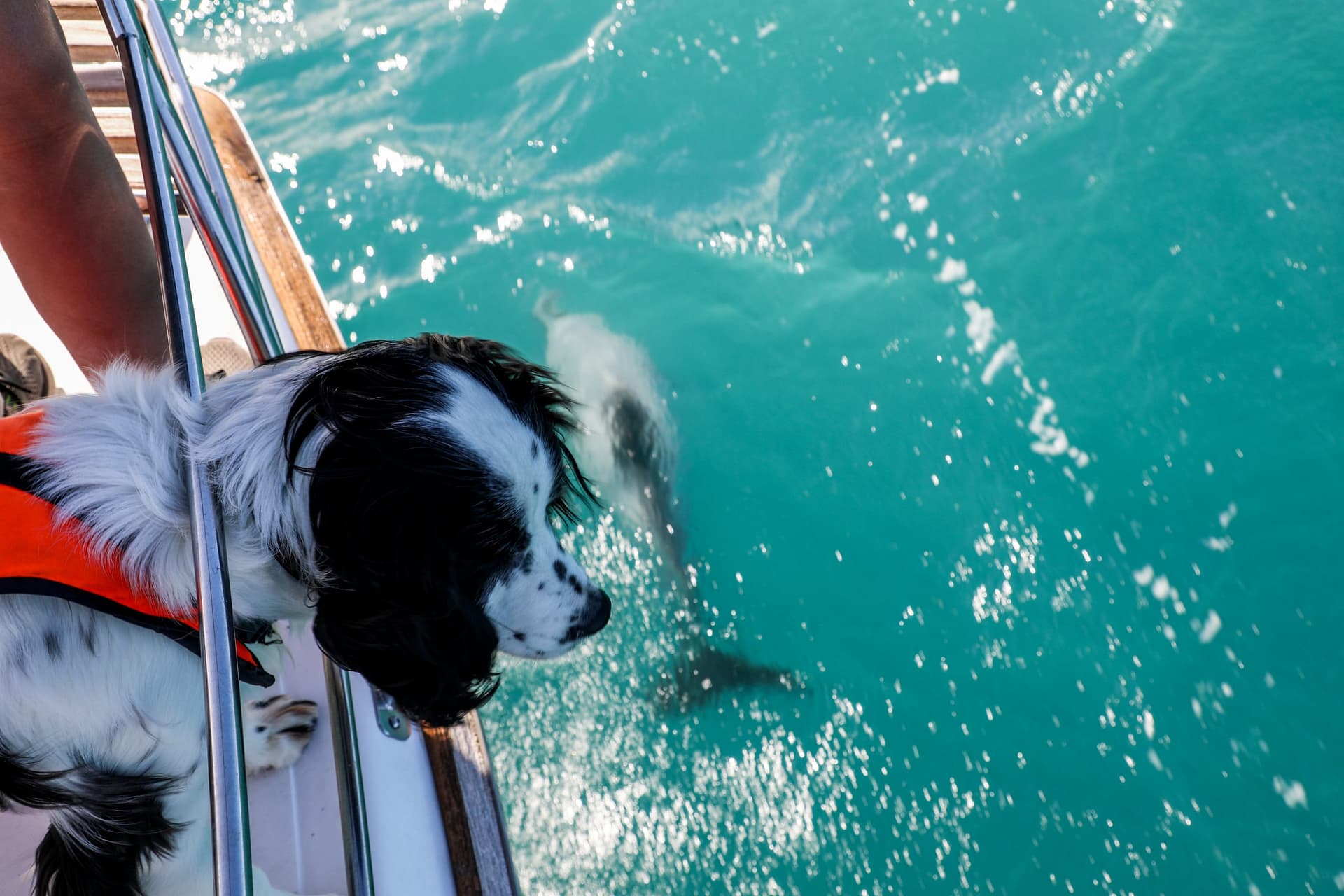 Albie one of the dolphin spotting dogs