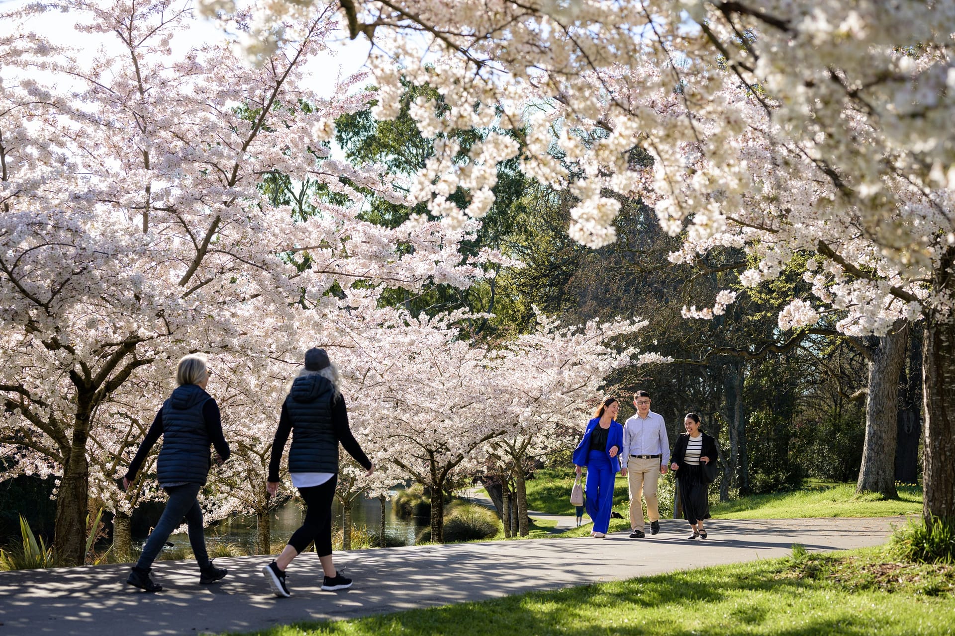 Cherry Blossoms at Hagley Park