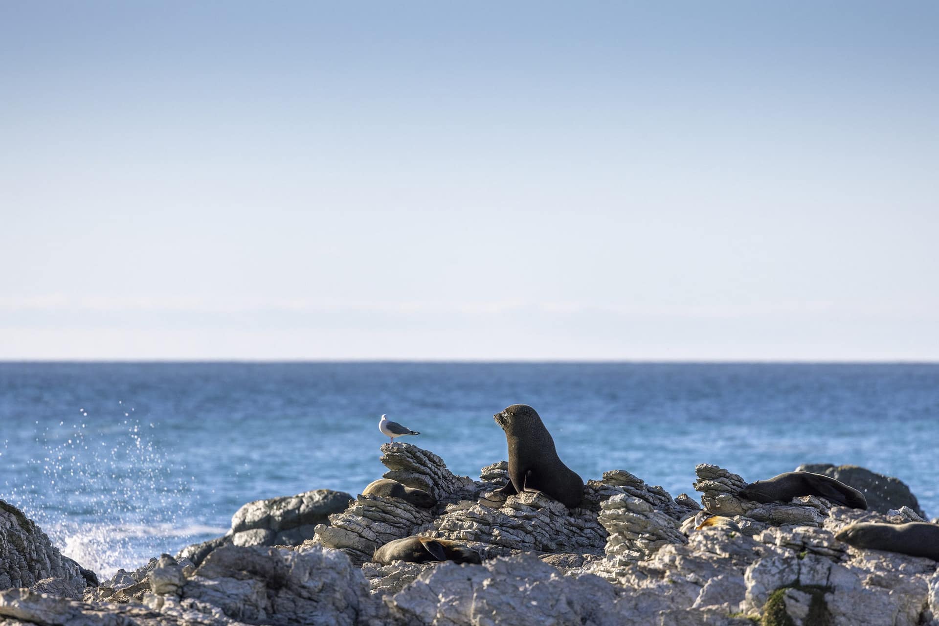Seals at Kaikoura