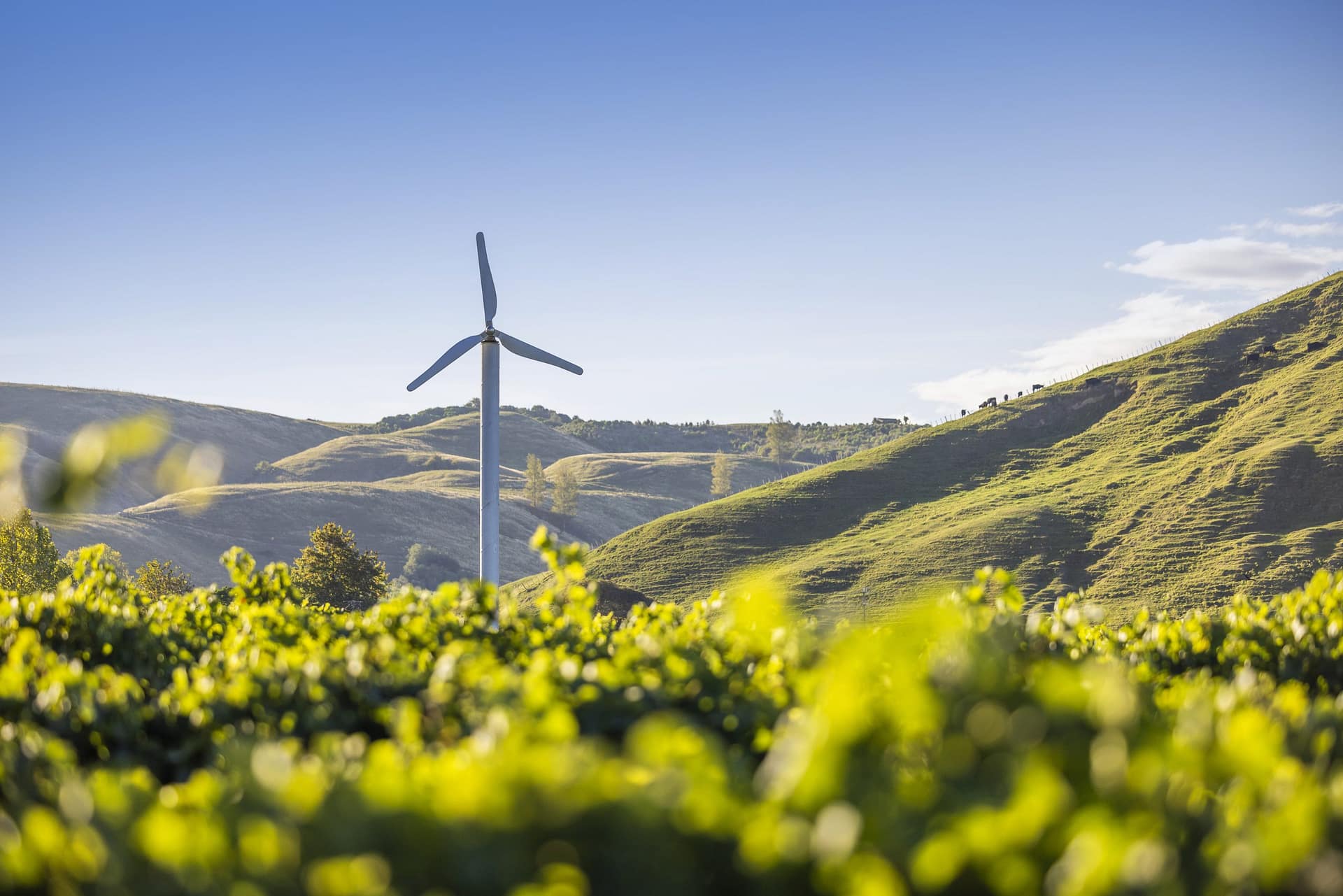 Windmill and Vineyard