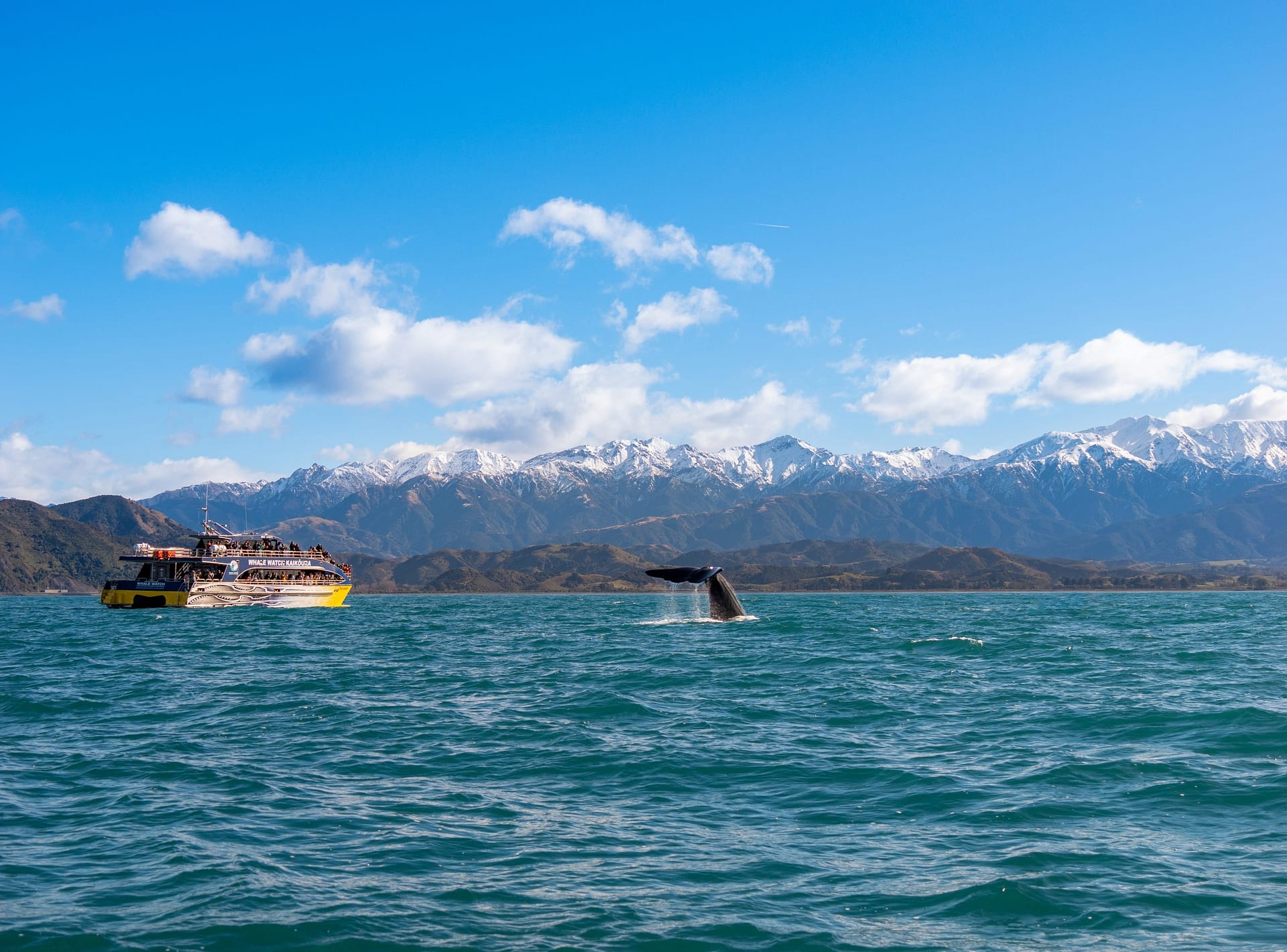 Sperm Whale with Boat