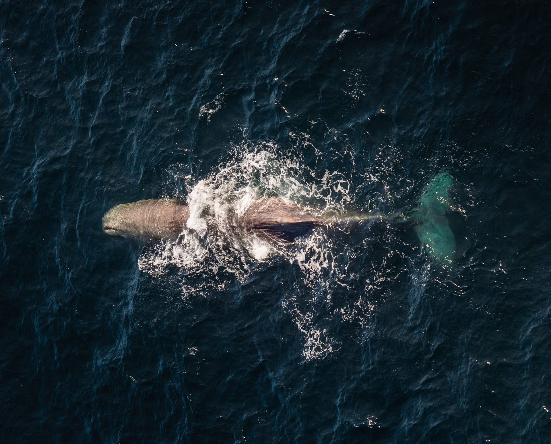 Sperm Whale surfacing