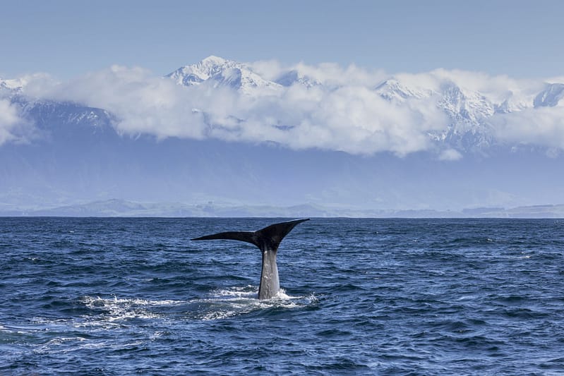 Whale Tail overlooking Ranges.