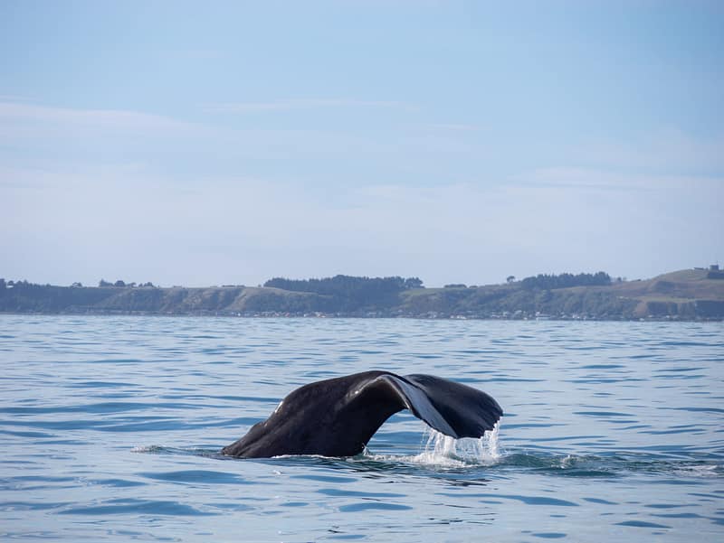 Sperm Whale Tail