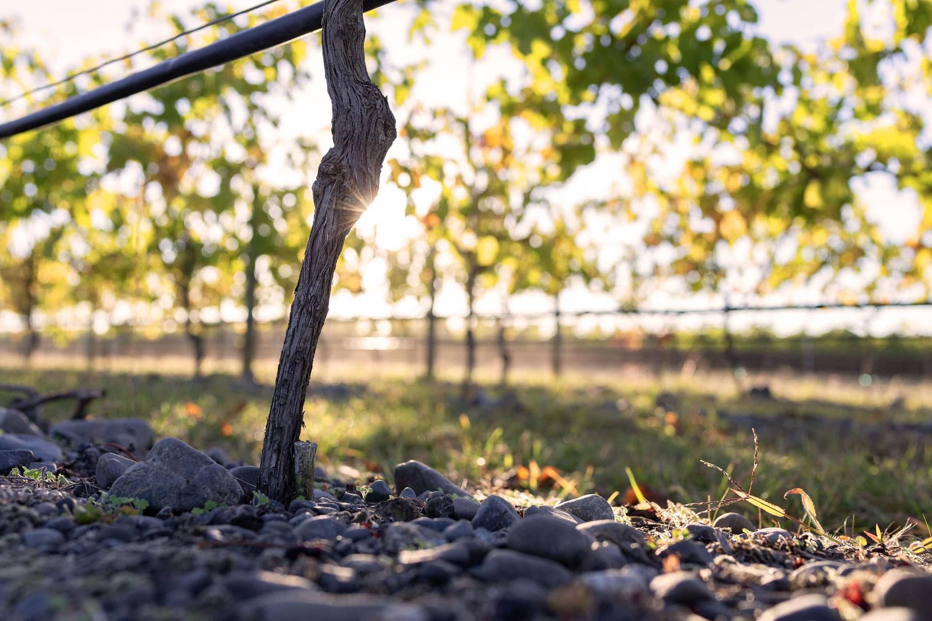 Vineyard at Sunrise