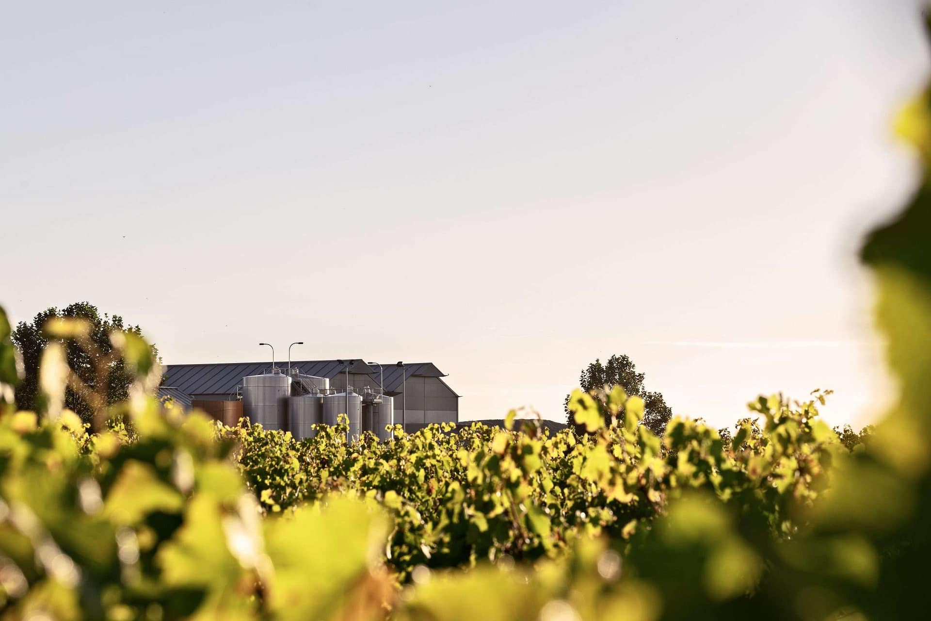 Vineyard at Sunset