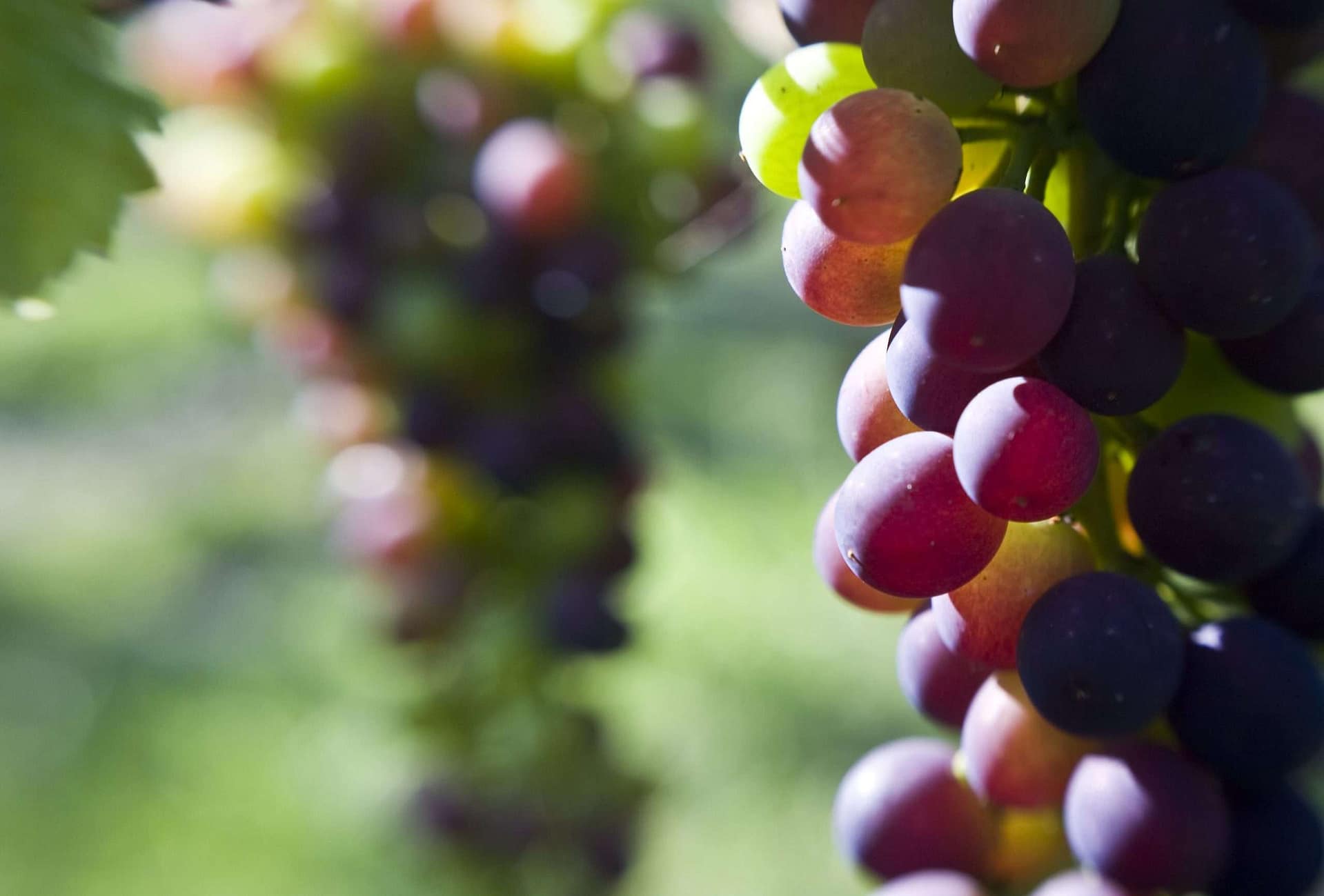 Grape Vines
