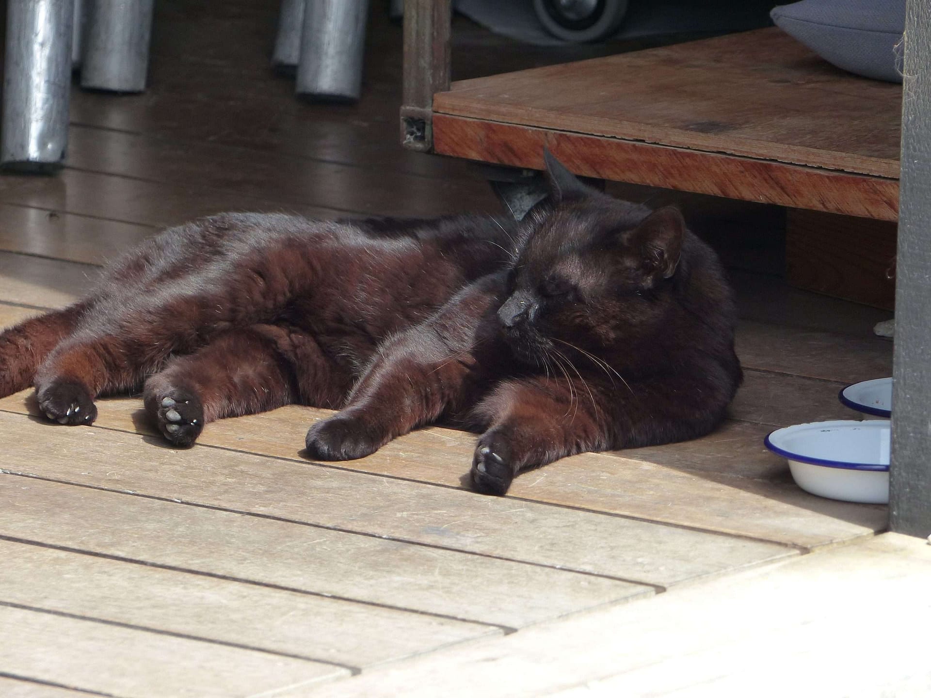 Black Estate Cat